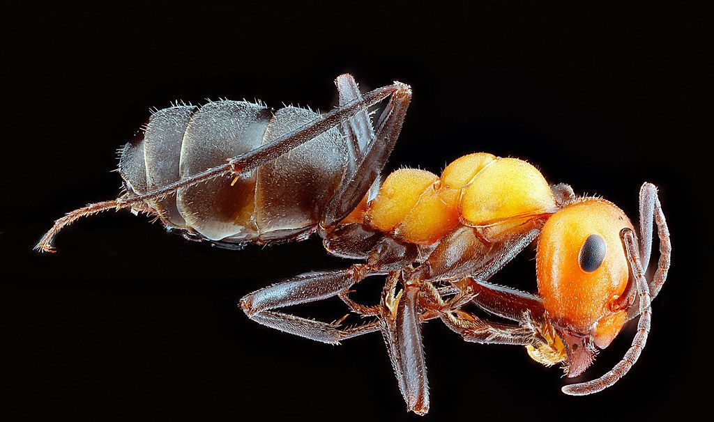 Ant Control service in Norfolk, VA