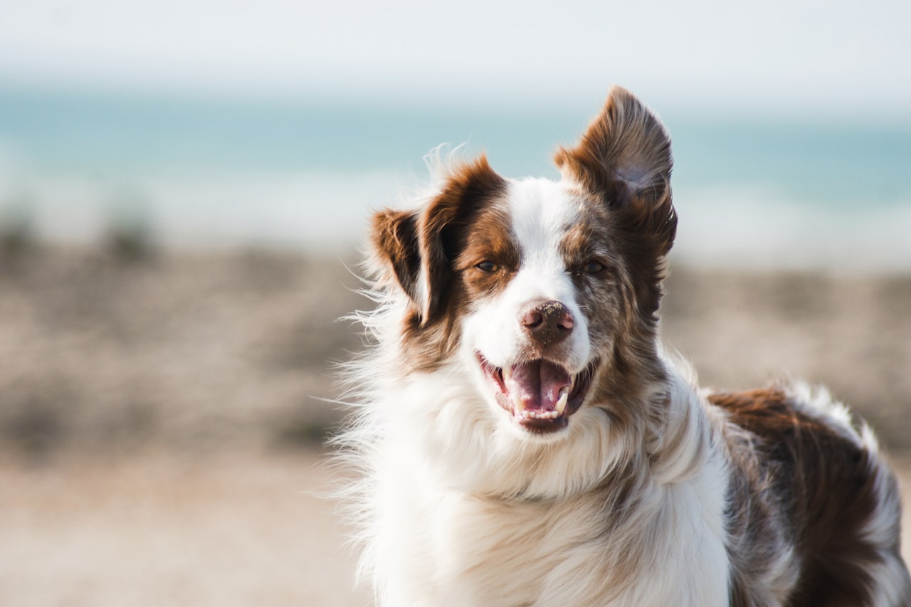 Flea & Tick Control service in Norfolk, VA