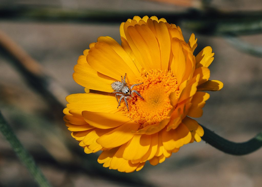 Spider Control service in Norfolk, VA